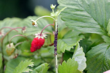 Collony of strawberry aphid - Aphis forbesi on wild strawberry in garden.