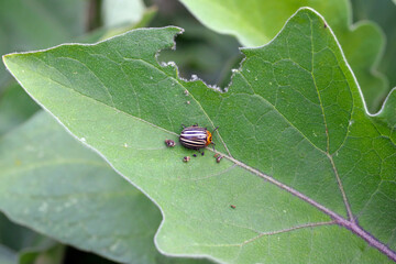 Potato or Colorado beetle - Leptinotarsa decemlineata on eggplant. This insect can damage the leaves and fruits of eggplant.