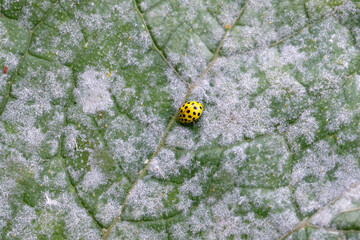 A 22-spot ladybird, Psyllobora vigintiduopunctata, family Coccinellidae eating powdery mildew on...