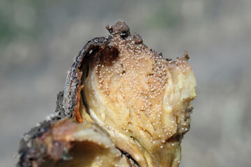 Onion damaged by fungal disease caused by Fusarium oxysporum. It causes the rotting of onions on...