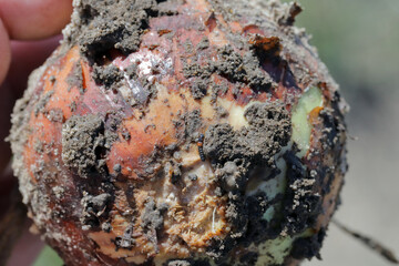 Onion damaged by Delia antiqua, commonly known as the onion fly and Eumerus strigatus or lesser bulb fly, are a cosmopolitan pests of crops. The larvae - maggots feed on onions, garlic, and others.