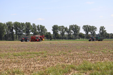 Fototapeta premium Onion harvesting with modern agricultural equipment in field, blurred background