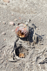 Onion damaged by Delia antiqua, commonly known as the onion fly and Eumerus strigatus or lesser bulb fly, are a cosmopolitan pests of crops. The larvae - maggots feed on onions, garlic, and others.
