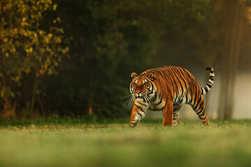 young male Siberian tiger (Panthera tigris tigris) goes by the edge of the forest