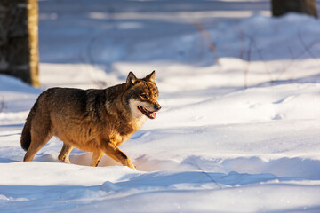 male Eurasian wolf (Canis lupus lupus) going through deep snow
