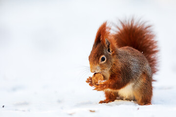 small animal Eurasian red squirrel (Sciurus vulgaris) trying to crack a nut in the snow