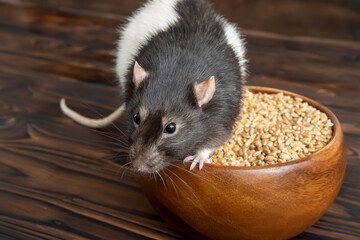 portrait of a black-and-white rat sitting on top of a wooden bowl with wheat grain on a dark wooden...