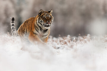young male Siberian tiger (Panthera tigris tigris) running in the winter landscape of the taiga
