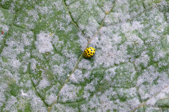 A 22-spot ladybird, Psyllobora vigintiduopunctata, family Coccinellidae eating powdery mildew on zucchini foliage. Adult insect on a zucchini leaf.