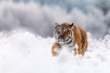 young male Siberian tiger (Panthera tigris tigris) walking through a snowy landscape