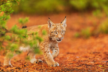 cub Eurasian lynx (Lynx lynx) cautiously looking out from behind a pine branch © michal
