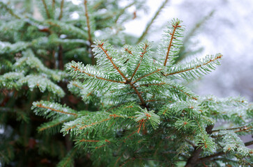 Green spruce branches with needles ice and snow covered in winter.