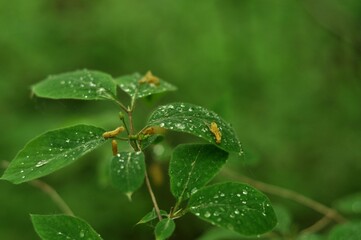 Nature - the material world of the universe, in essence - the main object of study of the natural sciences. In everyday life, the word 