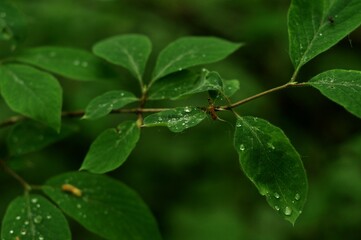 Nature - the material world of the universe, in essence - the main object of study of the natural sciences. In everyday life, the word "nature" is often used in the sense of a natural habitat.