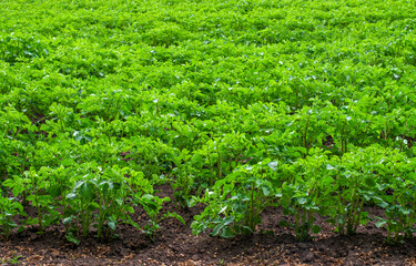 Green potato plant. Background texture.