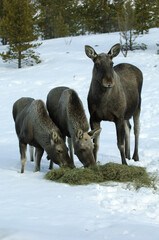 moose in the spring