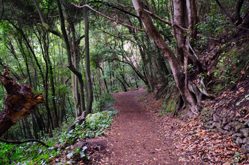 Obraz premium A path in the Los Tilos Laurel Forest, amidst the endemic flora, La Palma, Canary Islands, Spain