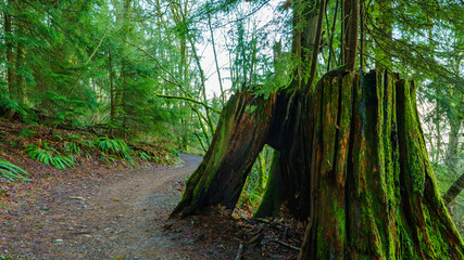 New growth on lichen-covered old-growth tree stump beside BC urban forest trail on Burnaby Mountain.