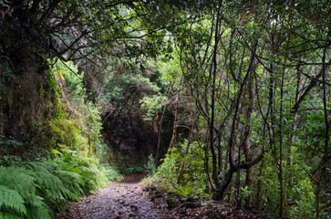 A path in the Cubo de la Galga Laurel Forest, amidst the endemic flora, La Palma, Canary Islands,...
