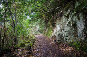 Obraz premium A path in the Cubo de la Galga Laurel Forest, amidst the endemic flora, La Palma, Canary Islands, Spain