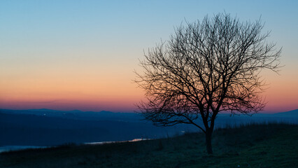 Plakat Tree silhouette during a colorful sunset at Czorsztyn, near the Tatra Mountains, Podhale, Poland