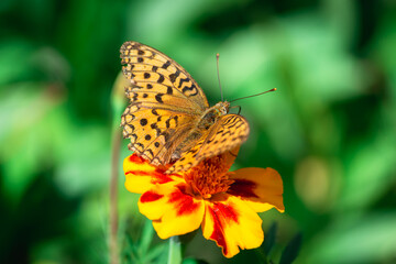 Orange butterfly on a bright flower.