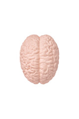 Top view of the human brain model isolated on white background close up. The concept of neurosurgery, health care