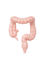 Human large intestine model isolated on white background close up. The concept of colorectal...