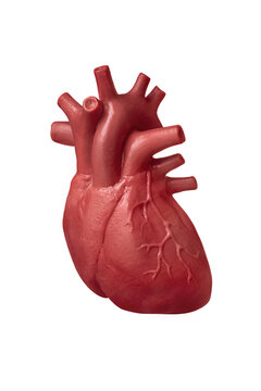 Human heart model isolated on white background close up. The concept of cardiology, health care, human organ transplant