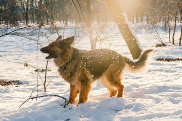 Fototapeta premium German Shepherd playing in the snow. It's a warm sunny day outside.