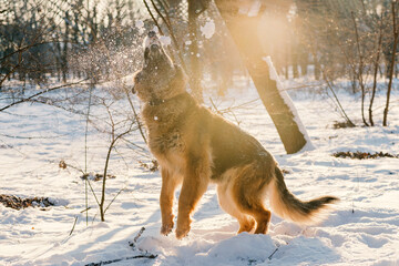 German Shepherd Catching Snowballs. It's a warm sunny day outside.