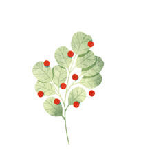 Green eucalyptus leaf with red berries isolated on white background. Silver dollar eucalyptus leaf. Botanical illustration.