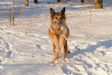 German Shepherd playing in the snow. It's a warm sunny day outside.