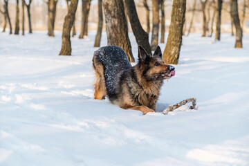 German Shepherd playing in the snow. It's a warm sunny day outside.