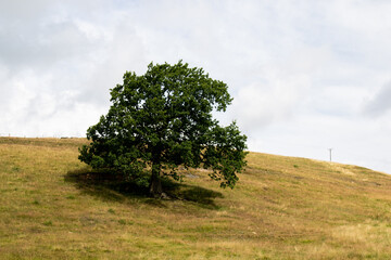 A tree in the countryside near Haworth, West Yorkshire