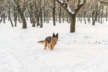 Fototapeta na wymiar German Shepherd playing in the snow