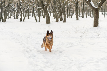German Shepherd playing in the snow. It's a warm sunny day outside.