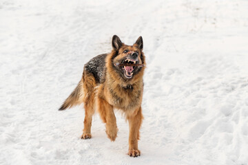 German Shepherd playing in the snow. It's a warm sunny day outside.