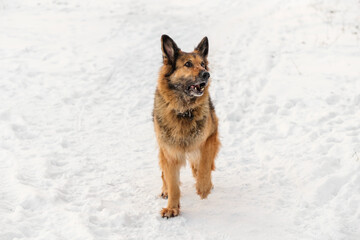 German Shepherd playing in the snow