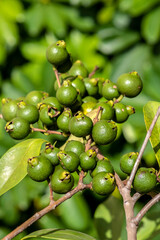 Selective focus of fruit of an araçá or Cattley guava with the scientific name (Psidium cattleianum). 