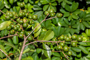 Selective focus of fruit of an araçá or Cattley guava with the scientific name (Psidium...