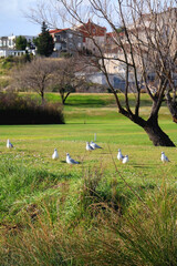 Flock of seagulls and grass on golf course. Selective focus.