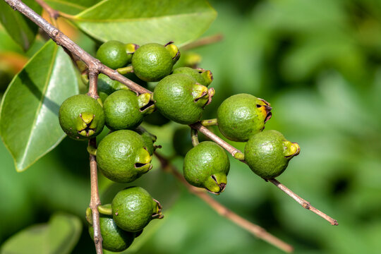 Selective focus of fruit of an ara&ccedil;&aacute; or Cattley guava with the scientific name (Psidium cattleianum).