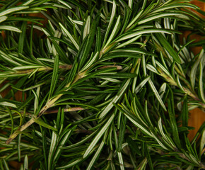 Fototapeta premium Fresh rosemary on bamboo wooden plate