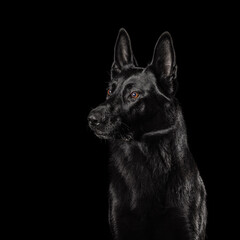 German Shepherd Dog Isolated on Black Background