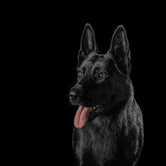 German Shepherd Dog Isolated on Black Background