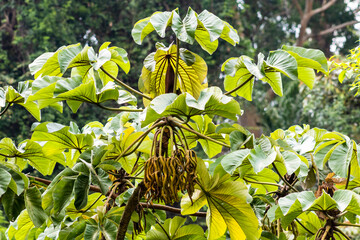 Embauba tree on Atlantic Rainforest in Brazil