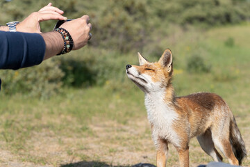 Young wild Red Fox, the largest of the true foxes, posing calmly for a photographer in a dune area near Amsterdam