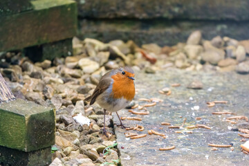 close up of a robin redbreast (Erithacus rubecula) feeding from a wooden bird feeder table
