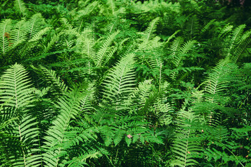 Beautiful leaf fern texture. Background of green foliage of natural floral fern on a sunny day